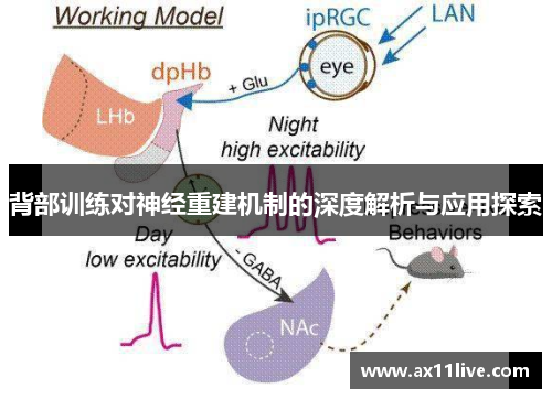 背部训练对神经重建机制的深度解析与应用探索